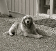 Buddies Pet Food and Supplies Mascot