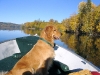 Buddies Pet Food and Supplies Mascot