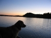 Buddies Pet Food and Supplies Mascot