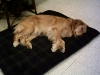 Buddies Pet Food and Supplies Mascot
