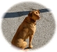 Buddies Pet Food and Supplies