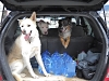 Buddies Pet Food and Supplies
