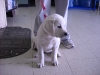 Buddies Pet Food and Supplies
