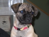 Buddies Pet Food and Supplies