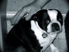 Buddies Pet Food and Supplies