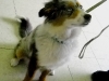 Buddies Pet Food and Supplies