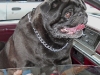 Buddies Pet Food and Supplies