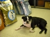 Buddies Pet Food and Supplies