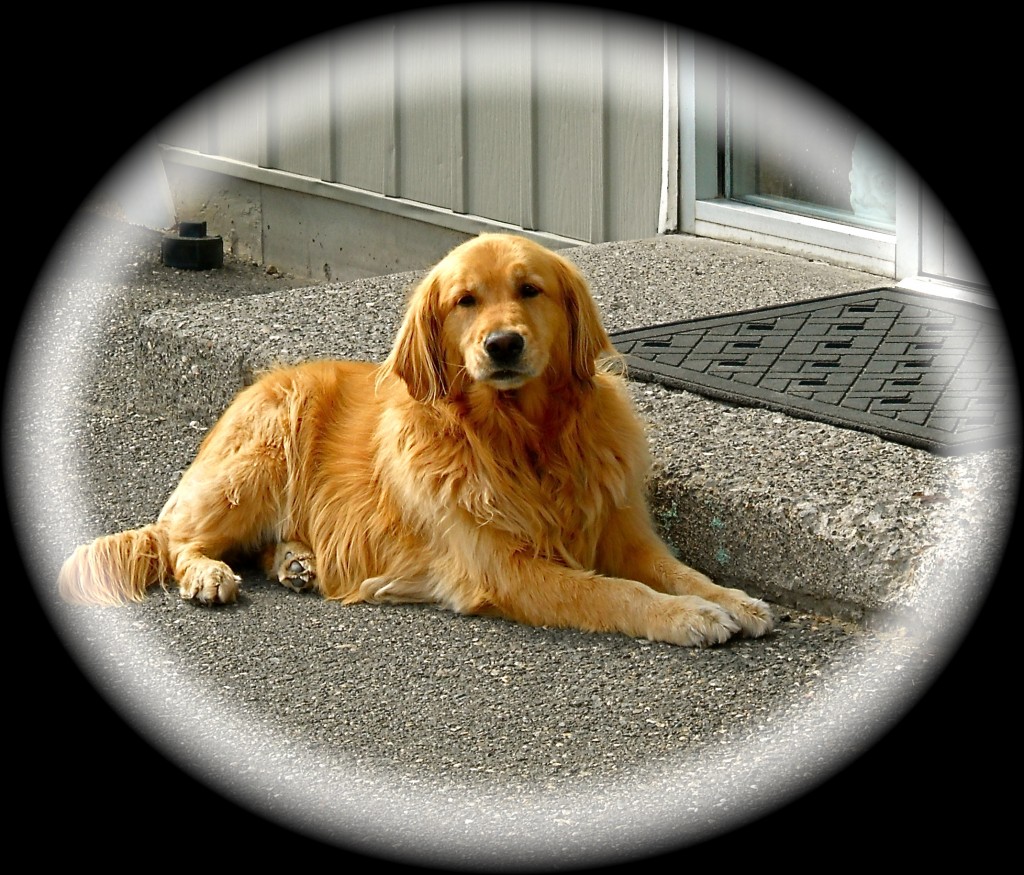 Buddies Pet Food and Supplies Annie welcomes you to explore our pet food selection